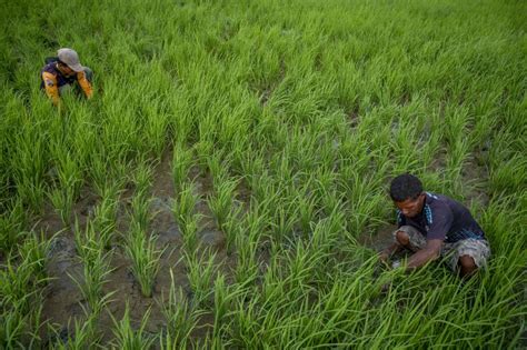 Pengamat Indonesia Sukses Tingkatkan Produktivitas Padi Dan Jagung