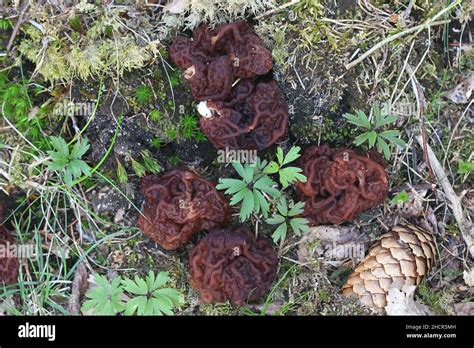 Gyromitra Esculenta Known As The False Morel Wild Fungus From Finland