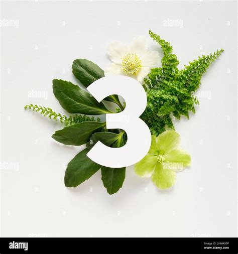 Number three cut out of white paper. White and green helleborus winter ...