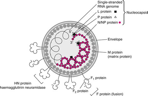 Viruses With Single Stranded Non Segmented Negative Sense Rna Genomes