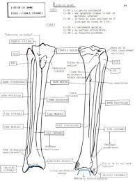 Meilleures Id Es Sur Os Et Muscles De La Jambe By Sereni Muscler