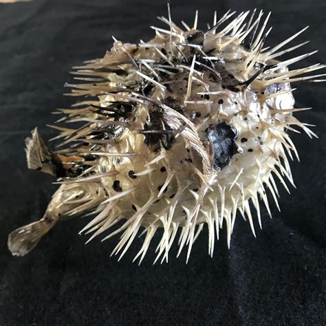 Taxidermy Puffer Fish//taxidermy Porcupine Fish//taxidermy | Etsy