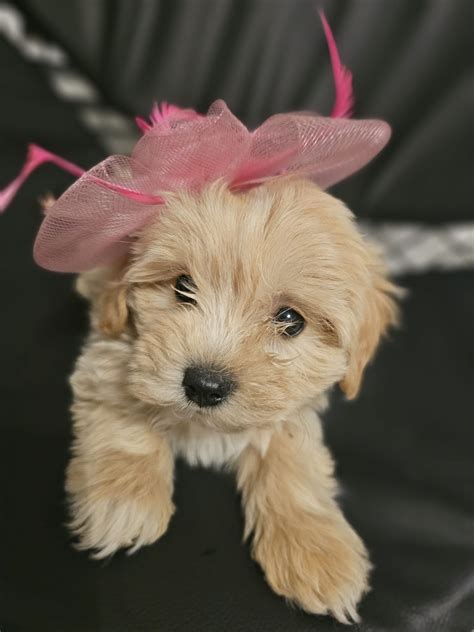 Dziewczynka Maltipoo Maltipo Miniaturka Xxs Wroc Aw R Dmie Cie Olx Pl