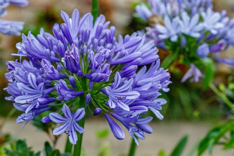 Blauwe Bloeiende Planten 10 X Mooie Blauwe Bloemen Tijd Voor Je Tuin