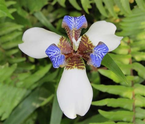 Blue White Orchid - Hawaii Pictures