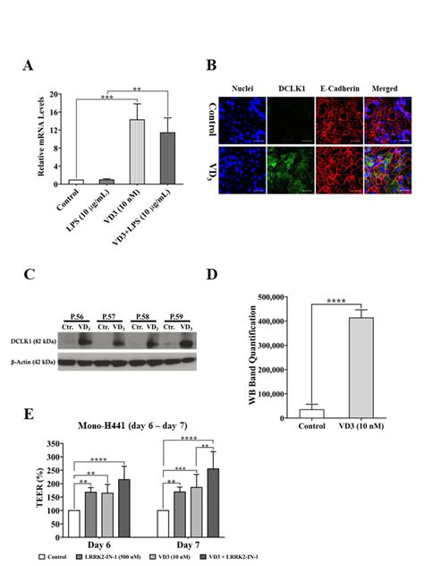 Expression Of Dclk1 In The Nci H441 Cells The Expression Of Dclk1 Was