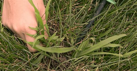 Crabgrass How To Get Rid Of Crabgrass Davey Tree