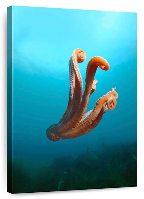 Giant Pacific Octopus Wall Art Photography