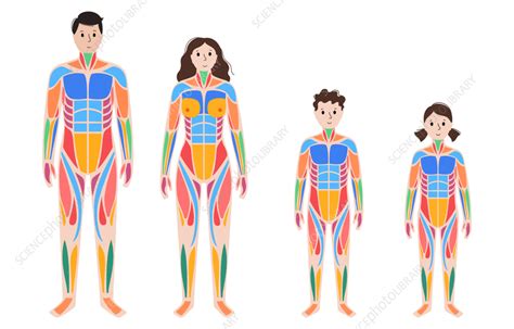 Human Muscular System Illustration Stock Image F Science