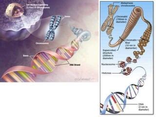 Konsep Dasar Biologi Ppt