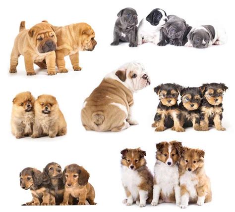 Cute Dog Names For Adorable Male Or Female Puppies