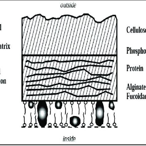 1: Major algal groups and their cell wall components | Download Table