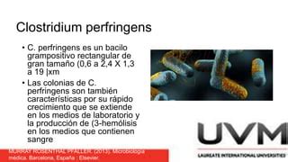 Clostridium PPT