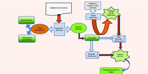 Schematic representation of degradation of lignin by lignolytic enzymes ...