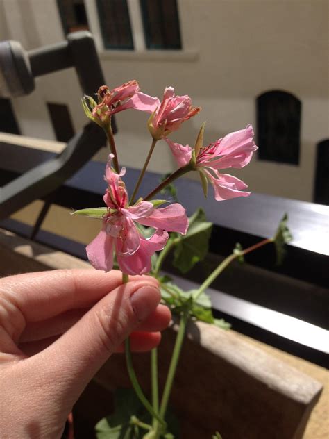identification - What is this plant with ivy-like leaves and pink