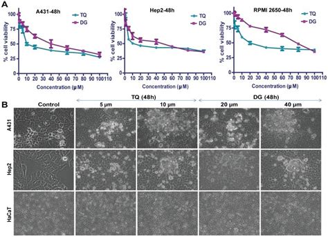 A A431 Hep2 And RPMI 2650 Cells Were Treated With Different