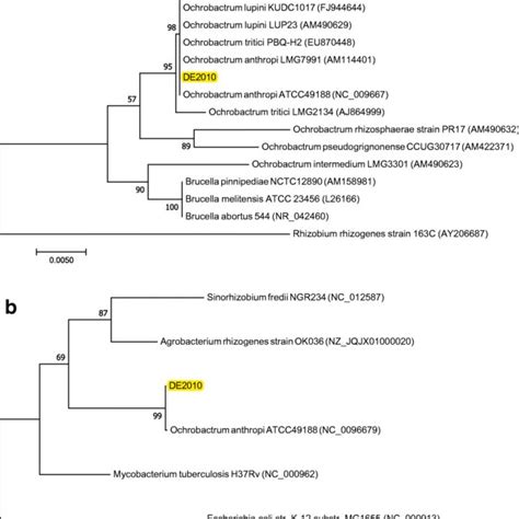 Neighbor Joining Trees Based On 16S RRNA A And NudC B Gene Sequence