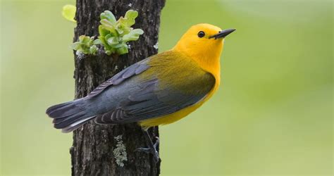 Prothonotary Warbler Overview All About Birds Cornell Lab Of Ornithology