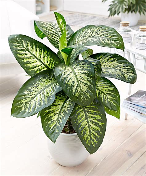 Dieffenbachia Glissando Garden Center