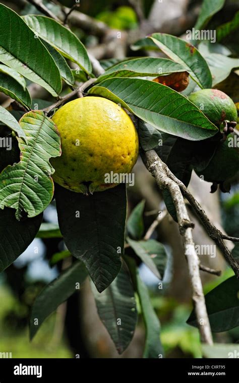 La guayaba Psidium guajava fruto en el árbol en la provincia de