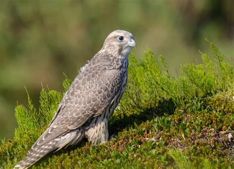 Gyrfalcon Winter Birds Of Alberta INaturalist Canada