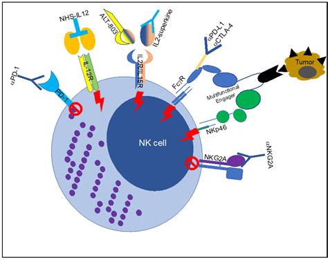 Jcm Free Full Text Nk Cell Fc Receptors Advance Tumor Immunotherapy