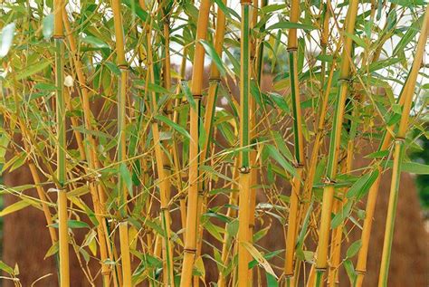 Top Quality Bamboo Seeds In Pakistan