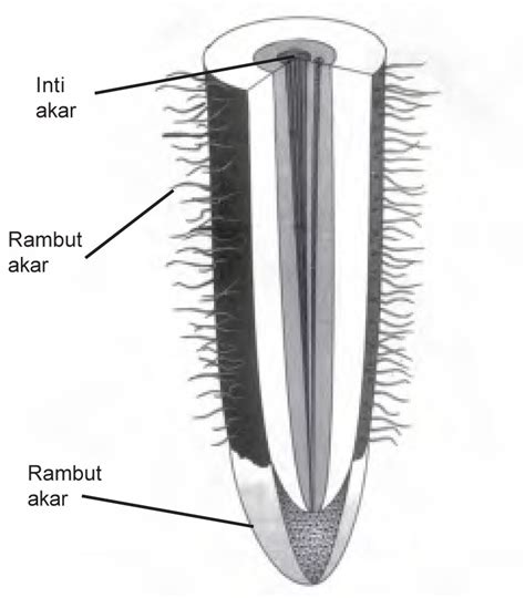 Bagian Bagian Akar Dan Fungsinya - IMAGESEE