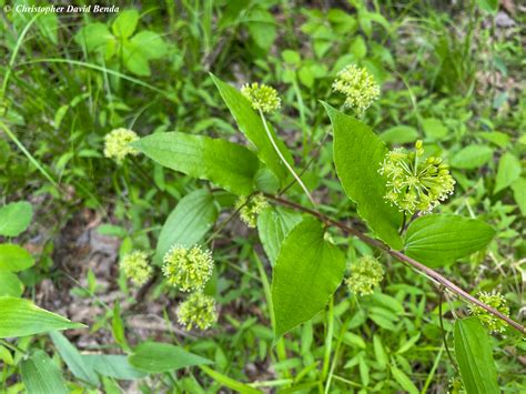Smilax illinoensis | Illinois Botanizer