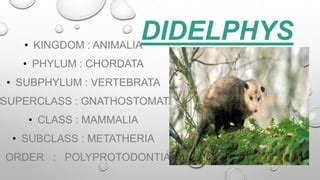 Didelphys | PPT