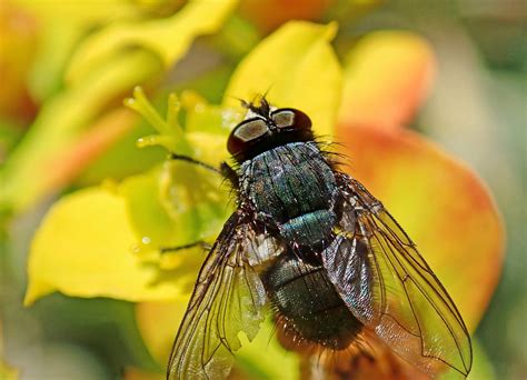 Voler Insecte Mouche À Viande Photo gratuite sur Pixabay Pixabay