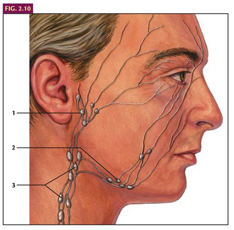 Oculoplastics Lymphatic Drainage From The Eyelids Grovesdk Diagram