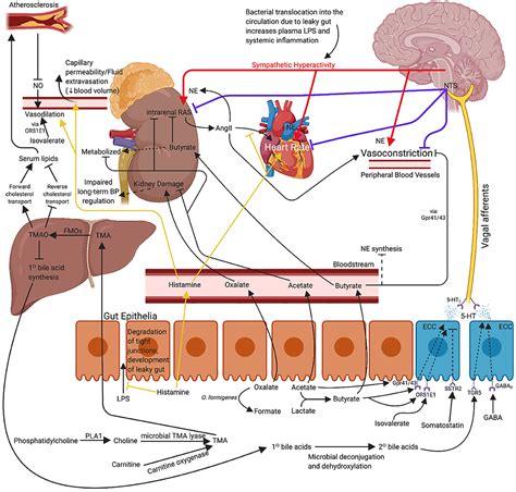 Frontiers Bacterial Induced Blood Pressure Reduction Mechanisms For