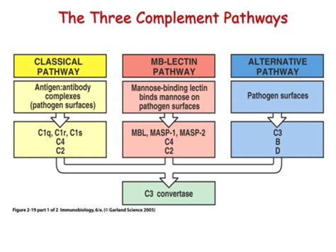 The Complement System Flashcards Quizlet