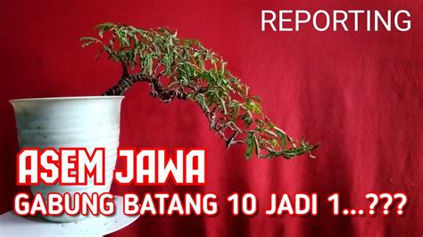 Gabung Batang Asem Jawa Untk Bonsai Bonsai Tamarind Bonsaiasemjawa