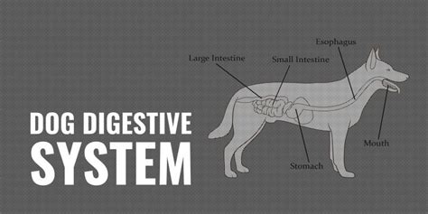 Dog Digestive System Organs Hormones Gut Health And Faqs