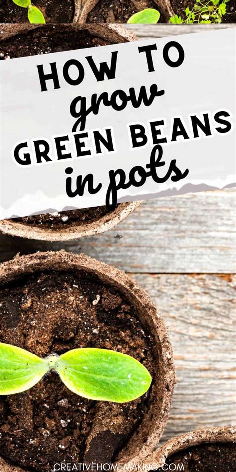 How to Grow Green Beans in Pots: A Beginner's Guide - Creative Homemaking