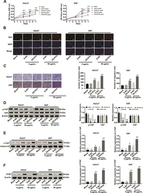 Plasma Ed Evs Activate Yap Nuclear Translocation And Promote Dsf