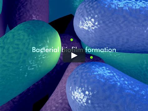 How Bacteria Form A Biofilm Biofilm Bacteria Microorganisms