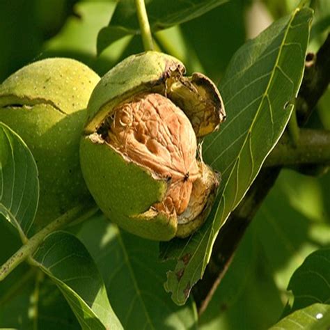 WALNUT SEED – Syed Garden