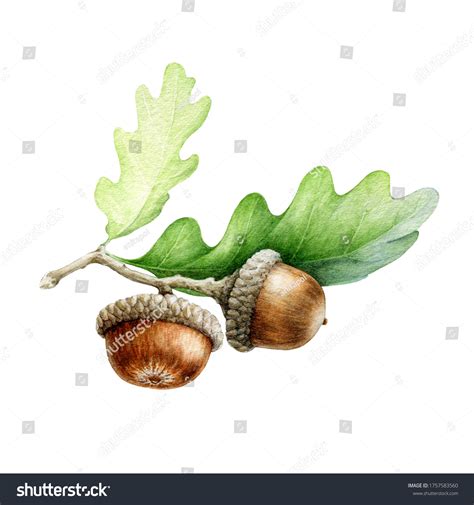 12,758 Acorn watercolor Images, Stock Photos & Vectors | Shutterstock