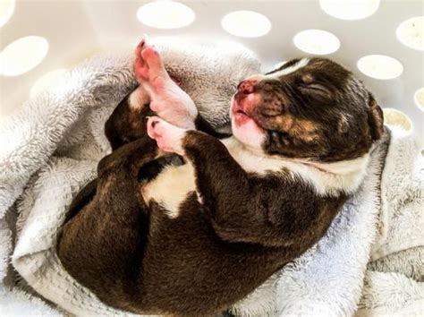 How Long Is First Stage Of Labor In Dogs