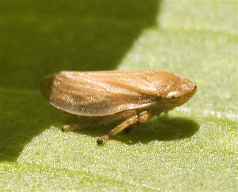 A Couple Of Spittle Bugs Philaenus Spumarius Bugguide Net