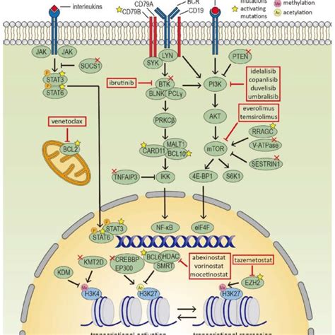 Epigenetic Modifiers And Signaling Pathways In Follicular Lymphoma