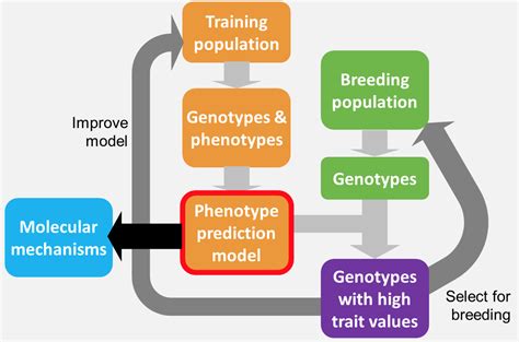 Deep Learning 4 Genomic Prediction