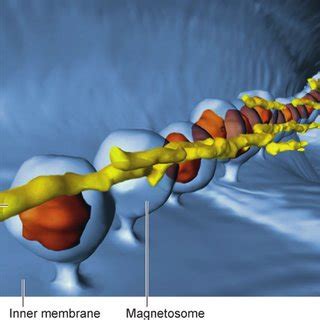 (PDF) Molecular Mechanisms of Magnetosome Formation