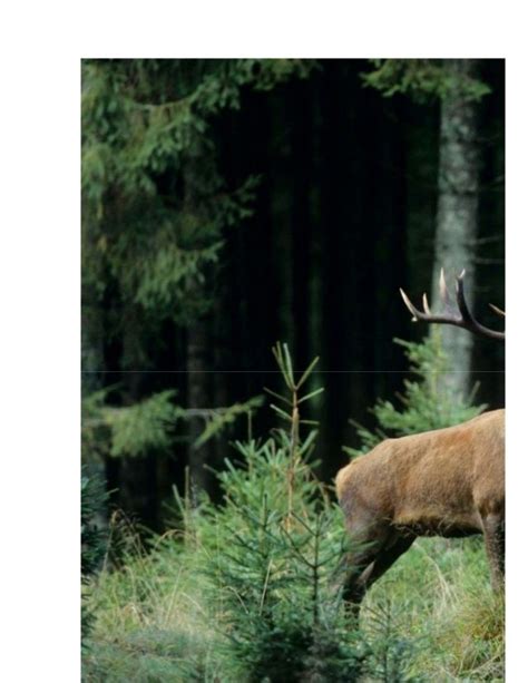 Top 5 Fascinating Facts About Elk You Probably Didn’t Know