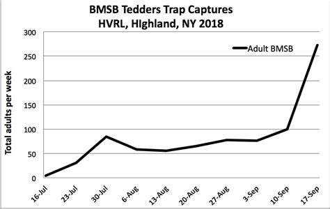 Adult Bmsb Trap Captures Skyrocket During Harvest September 18th 2018