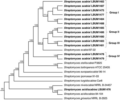 Frontiers Comparative Genomics Of Potato Common Scab Causing