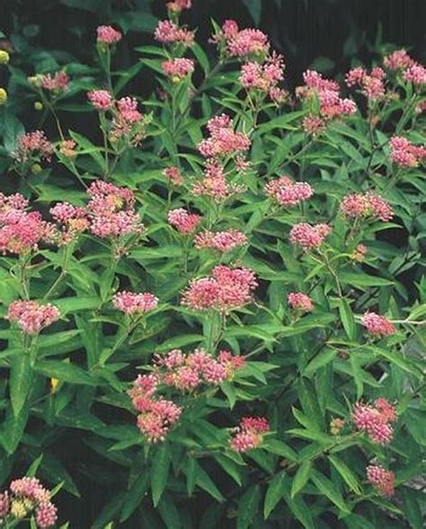 Swamp Milkweed - Native Wildflowers Nursery